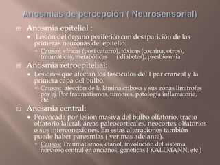  Anosmia epitelial :
 Lesión del órgano periférico con desaparición de las
primeras neuronas del epitelio.
 Causas: víricas (post catarro), tóxicas (cocaína, otros),
traumáticas, metabólicas ( diabetes), presbiosmia.
 Anosmia retroepitelial:
 Lesiones que afectan los fascículos del I par craneal y la
primera capa del bulbo.
 Causas: afección de la lámina cribosa y sus zonas limítrofes
por ej. Por traumatismos, tumores, patología inflamatoria,
etc.
 Anosmia central:
 Provocada por lesión masiva del bulbo olfatorio, tracto
olfatorio lateral, áreas paleocorticales, neocortex olfatorios
o sus interconexiones. En estas alteraciones también
puede haber parosmias ( ver mas adelante).
 Causas: Traumatismos, etanol, involución del sistema
nervioso central en ancianos, genéticas ( KALLMANN, etc.)
 