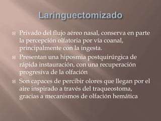  Privado del flujo aéreo nasal, conserva en parte
la percepción olfatoria por vía coanal,
principalmente con la ingesta.
 Presentan una hiposmia postquirúrgica de
rápida instauración, con una recuperación
progresiva de la olfación
 Son capaces de percibir olores que llegan por el
aire inspirado a través del traqueostoma,
gracias a mecanismos de olfación hemática
 
