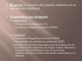  Biopsias: La biopsia del epitelio olfatorio no es
una práctica habitual.
 Diagnóstico por imágenes
 Anatómico:
 Tomografía Computada (TC).
 Resonancia Magnética Nuclear (RMN).
 Funcional:
 Resonancia Magnetica Funcional ( RMf),
 Tomografía con emisión de positrones (TEP).
Actualmente son más adecuados para la exploración de
las disfunciones olfatorias de origen central. Muestran
aumento del metabolismo o de la circulación
respectivamente en áreas estimuladas implicadas en la
olfación.
 