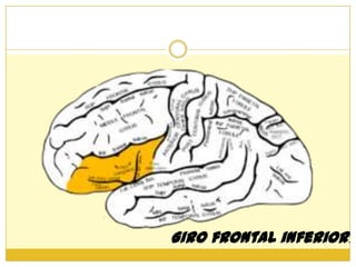 Giro frontal inferior.
 