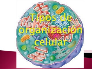 Tipos de organización celular 