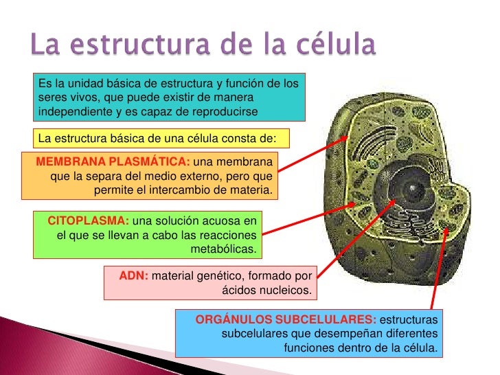 PresentacióN OrganizacióN Celular