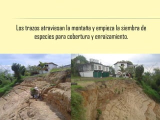 Los trazos atraviesan la montaña y empieza la siembra de especies para cobertura y enraizamiento.