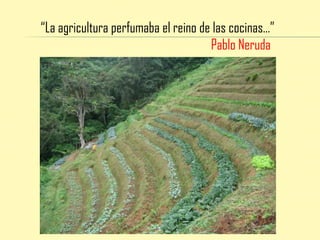 “La agricultura perfumaba el reino de las cocinas…” Pablo Neruda