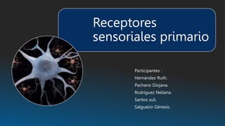 Receptores
sensoriales primario
Participantes :
Hernández Ruth.
Pachano Diojana.
Rodríguez Neliana.
Santos suli.
Salgueiro Génesis.
 