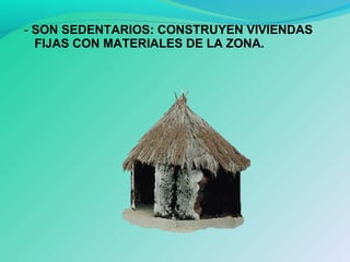 - SON SEDENTARIOS: CONSTRUYEN VIVIENDAS
FIJAS CON MATERIALES DE LA ZONA.
 