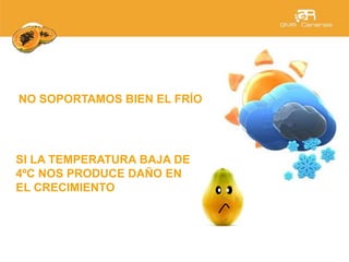 NO SOPORTAMOS BIEN EL FRÍO
SI LA TEMPERATURA BAJA DE
4ºC NOS PRODUCE DAÑO EN
EL CRECIMIENTO
 