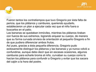 Fueron tantos los contratiempos que tuvo Gregorio por ésta falta de
pericia, que los plátanos y cambures, queriendo ayudarlo,
establecieron un plan a ejecutar cada vez que el niño fuera a
buscarlos en el patio.
Las bananas se quedaban inmóviles, mientras los plátanos tiraban
con fuerza de sus extremos, logrando arquear su cuerpo, de manera
que su forma curvada sirviera de orientación al pequeño Gregorio a fin
de que pudiera diferenciar ambos frutos.
Así pues, gracias a ésta pequeña diferencia, Gregorio pudo
exitosamente distinguir los plátanos y las bananas y ya nunca volvió a
confundirse, aunque debo decir que en escasas ocasiones, algunos
cambures para echarle broma al niño, curvaban su cuerpo como lo
hacían los plátanos para confundir a Gregorio y evitar que los sacara
del cajón a la hora del postre.
 