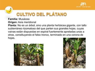 Familia: Musácea
Origen: Asia meridional
Planta: No es un árbol, sino una planta herbácea gigante, con tallo
subterráneo rizomatoso del que parten sus grandes hojas, cuyas
vainas están dispuestas en espiral fuertemente apretadas unas a
otras, constituyendo el falso tronco, terminado en una corona de
hojas.
 