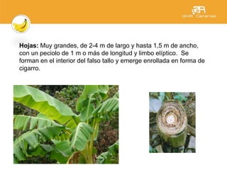 Hojas: Muy grandes, de 2-4 m de largo y hasta 1,5 m de ancho,
con un peciolo de 1 m o más de longitud y limbo elíptico. Se
forman en el interior del falso tallo y emerge enrollada en forma de
cigarro.
 