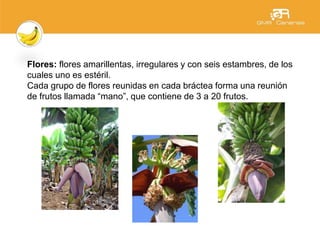 Flores: flores amarillentas, irregulares y con seis estambres, de los
cuales uno es estéril.
Cada grupo de flores reunidas en cada bráctea forma una reunión
de frutos llamada “mano”, que contiene de 3 a 20 frutos.
 