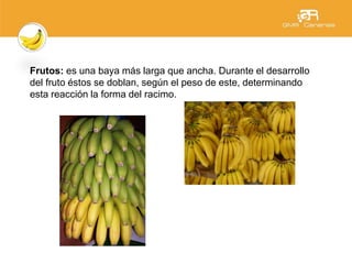 Frutos: es una baya más larga que ancha. Durante el desarrollo
del fruto éstos se doblan, según el peso de este, determinando
esta reacción la forma del racimo.
 
