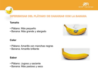 Tamaño
• Plátano: Más pequeño
• Banana: Más grande y alargado
Color
• Plátano: Amarillo con manchas negras
• Banana: Amarillo brillante
Sabor
• Plátano: Jugoso y saciante
• Banana: Más pastoso y seco
 