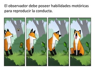 El observador debe poseer habilidades motóricas
para reproducir la conducta.
 
