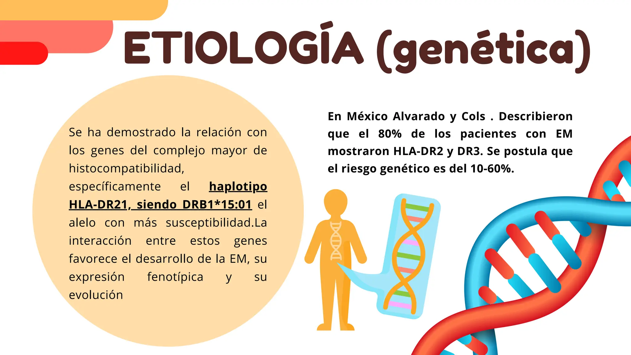 ETIOLOGÍA (genética)
Se ha demostrado la relación con
los genes del complejo mayor de
histocompatibilidad,
específicamente el haplotipo
HLA-DR21, siendo DRB1*15:01 el
alelo con más susceptibilidad.La
interacción entre estos genes
favorece el desarrollo de la EM, su
expresión fenotípica y su
evolución
En México Alvarado y Cols . Describieron
que el 80% de los pacientes con EM
mostraron HLA-DR2 y DR3. Se postula que
el riesgo genético es del 10-60%.
 