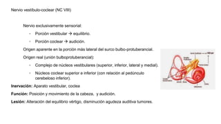 Nervio vestíbulo-coclear (NC VIII)
Nervio exclusivamente sensorial:
◦ Porción vestibular  equilibrio.
◦ Porción coclear  audición.
Origen aparente en la porción más lateral del surco bulbo-protuberancial.
Origen real (unión bulboprotuberancial):
◦ Complejo de núcleos vestibulares (superior, inferior, lateral y medial).
◦ Núcleos coclear superior e inferior (con relación al pedúnculo
cerebeloso inferior).
Inervación: Aparato vestibular, coclea
Función: Posición y movimiento de la cabeza, y audición.
Lesión: Alteración del equilibrio vértigo, disminución agudeza auditiva tumores.
 