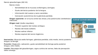 Nervio glosofaríngeo (NC IX)
Nervio mixto:
◦ Sensibilidad de la mucosa orofaringea y laríngea.
◦ Gusto del tercio posterior de la lengua.
◦ Información del cuerpo y seno carotídeo.
◦ Inervación autonómica de la glándula parótida.
Origen aparente: en el surco entre las olivas y los pedúnculos cerebelosos
inferiores.
Origen real: (bulbo raquídeo):
◦ Porción superior del núcleo ambiguo.
◦ Núcleo del tracto solitario.
◦ Núcleo salivar inferior.
◦ Núcleo espinal del nervio trigémino.
Inervación: Musculo estilo faríngeo, glándula parótida, oído medio, tercio posterior
lengua, la faringe.
Función: Deglución, salivación, gusto sensibilidad de faringe parte posterior
lengua, oído medio.
Lesión: Neuralgia del glosofaríngeo, signo cortina de vernes, falta de percepción
sabor amargo.
 
