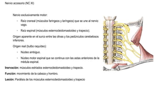 Nervio accesorio (NC XI)
Nervio exclusivamente motor:
◦ Raíz craneal (músculos faringeos y laríngeos) que se une al nervio
vago.
◦ Raíz espinal (músculos esternocleidomastoideo y trapecio).
Origen aparente en el surco entre las olivas y los pedúnculos cerebelosos
inferiores.
Origen real (bulbo raquídeo):
◦ Núcleo ambiguo.
◦ Núcleo motor espinal que se continua con las astas anteriores de la
médula espinal.
Inervación: músculos estriados esternocleidomastoideo y trapecio.
Función: movimiento de la cabeza y hombro.
Lesión: Parálisis de los músculos esternocleidomastoideo y trapecio
 