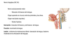 Nervio hipogloso (NC XII)
Nervio exclusivamente motor:
◦ Músculos intrínsecos de la lengua.
Origen aparente en el surco entre las pirámides y las olivas.
Origen real (bulbo raquídeo):
◦ Núcleo hipoloso.
Inervación: músculos intrínsecos y extrínsecos de lengua.
Función: movimiento la lengua.
Lesión: síndrome de motoneurona inferior: desviación de lengua, trastorno
moderado de la articulación del lenguaje.
 