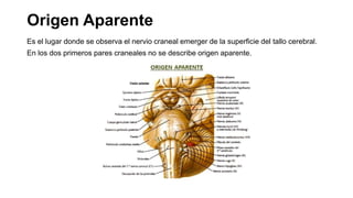 Origen Aparente
Es el lugar donde se observa el nervio craneal emerger de la superficie del tallo cerebral.
En los dos primeros pares craneales no se describe origen aparente.
 