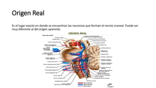 Origen Real
Es el lugar exacto en donde se encuentran las neuronas que forman el nervio craneal. Puede ser
muy diferente al del origen aparente.
 