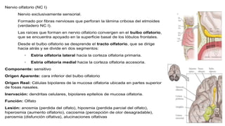 Nervio olfatorio (NC I)
Nervio exclusivamente sensorial.
Formado por fibras nerviosas que perforan la lámina cribosa del etmoides
(verdadero NC I).
Las raíces que forman en nervio olfatorio convergen en el bulbo olfatorio,
que se encuentra apoyado en la superficie basal de los lóbulos frontales.
Desde el bulbo olfatorio se desprende el tracto olfatorio, que se dirige
hacia atrás y se divide en dos segmentos:
◦ Estría olfatoria lateral hacia la corteza olfatoria primaria.
◦ Estría olfatoria medial hacia la corteza olfatoria accesoria.
Componente: sensitivo
Origen Aparente: cara inferior del bulbo olfatorio
Origen Real: Células bipolares de la mucosa olfatoria ubicada en partes superior
de fosas nasales.
Inervación: dendritas celulares, bipolares epitelios de mucosa olfatoria.
Función: Olfato
Lesión: anosmia (perdida del olfato), hiposmia (perdida parcial del olfato),
hiperosmia (aumento olfatorio), cacosmia (percepción de olor desagradable),
parosmia (disfunción olfativa), alucinaciones olfativas
 
