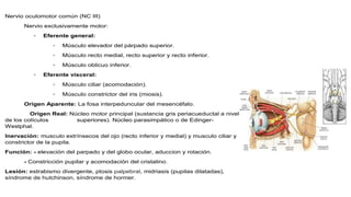 Nervio oculomotor común (NC III)
Nervio exclusivamente motor:
◦ Eferente general:
◦ Músculo elevador del párpado superior.
◦ Músculo recto medial, recto superior y recto inferior.
◦ Músculo oblicuo inferior.
◦ Eferente visceral:
◦ Músculo ciliar (acomodación).
◦ Músculo constrictor del iris (miosis).
Origen Aparente: La fosa interpeduncular del mesencéfalo.
Origen Real: Núcleo motor principal (sustancia gris periacueductal a nivel
de los colículos superiores). Núcleo parasimpático o de Edinger-
Westphal.
Inervación: musculo extrínsecos del ojo (recto inferior y medial) y musculo ciliar y
constrictor de la pupila.
Función: - elevación del parpado y del globo ocular, aduccion y rotación.
- Constricción pupilar y acomodación del cristalino.
Lesión: estrabismo divergente, ptosis palpebral, midriasis (pupilas dilatadas),
síndrome de hutchinson, síndrome de hormer.
 