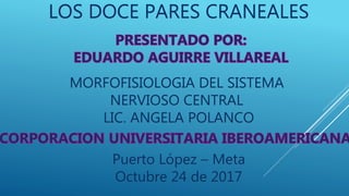 LOS DOCE PARES CRANEALES
MORFOFISIOLOGIA DEL SISTEMA
NERVIOSO CENTRAL
LIC. ANGELA POLANCO
Puerto López – Meta
Octubre 24 de 2017
 