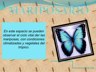 En este espacio se pueden
observar el ciclo vital der las
mariposas, con condiciones
climatizadas y vegetales del
trópico.
 