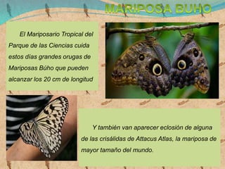 Y también van aparecer eclosión de alguna
de las crisálidas de Attacus Atlas, la mariposa de
mayor tamaño del mundo.
El Mariposario Tropical del
Parque de las Ciencias cuida
estos días grandes orugas de
Mariposas Búho que pueden
alcanzar los 20 cm de longitud
 