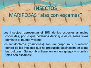 INSECTOS
MARIPOSAS “alas con escamas”
Los insectos representan el 85% de las especies animales
conocidas, por lo que podemos decir que estos seres vivos
dominan el mundo viviente.
Los lepidópteros (mariposas) son un grupo muy numeroso
dentro de los insectos que ha producido fascinación en todas
las culturas. Su nombre tiene un origen griego y significa
"alas con escamas“.
 