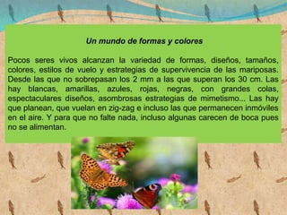 Un mundo de formas y colores
Pocos seres vivos alcanzan la variedad de formas, diseños, tamaños,
colores, estilos de vuelo y estrategias de supervivencia de las mariposas.
Desde las que no sobrepasan los 2 mm a las que superan los 30 cm. Las
hay blancas, amarillas, azules, rojas, negras, con grandes colas,
espectaculares diseños, asombrosas estrategias de mimetismo... Las hay
que planean, que vuelan en zig-zag e incluso las que permanecen inmóviles
en el aire. Y para que no falte nada, incluso algunas carecen de boca pues
no se alimentan.
 