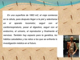 En una superficie de 1863 m2, el viaje comienza
en la célula, para después llegar a la piel y adentrarse
en el aparato locomotor, seguir con el
cardiorrespiratorio, pasar al digestivo, seguir con el
endocrino, el urinario, el reproductor y finalmente el
nervioso. También hay espacio para la genética, los
hábitos saludables y los retos a los que se enfrenta la
investigación médica en el futuro.
 
