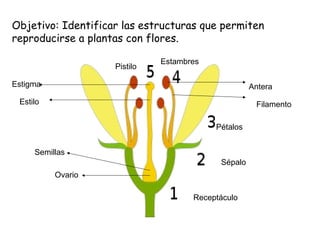 Objetivo: Identificar las estructuras que permiten
reproducirse a plantas con flores.
Receptáculo
Sépalo
Pétalos
Estambres
Pistilo
Antera
Filamento
Ovario
Semillas
Estigma
Estilo
 