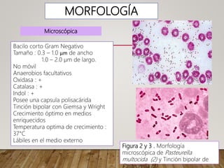 MORFOLOGÍA
Bacilo corto Gram Negativo
Tamaño : 0.3 – 1.0 µm de ancho
1.0 – 2.0 µm de largo.
No móvil
Anaerobios facultativos
Oxidasa : +
Catalasa : +
Indol : +
Posee una capsula polisacárida
Tinción bipolar con Giemsa y Wright
Crecimiento óptimo en medios
enriquecidos
Temperatura optima de crecimiento :
37°C
Lábiles en el medio externo
Microscópica
Figura 2 y 3 . Morfología
microscópica de Pasteurella
multocida (2) y Tinción bipolar de
 