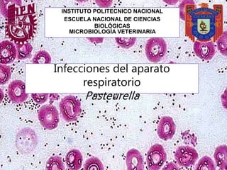 INSTITUTO POLITECNICO NACIONAL
ESCUELA NACIONAL DE CIENCIAS
BIOLÓGICAS
MICROBIOLOGÍA VETERINARIA
Infecciones del aparato
respiratorio
Pasteurella
 