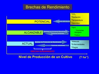 Modelos de crecimiento y fenología de cultivos aplicados al manejo integrado de enfermedades. 