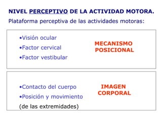 NIVEL  PERCEPTIVO  DE LA ACTIVIDAD MOTORA. Plataforma perceptiva de las actividades motoras:  Visión ocular Factor cervical Factor vestibular Contacto del cuerpo Posición y movimiento (de las extremidades) MECANISMO  POSICIONAL IMAGEN  CORPORAL 