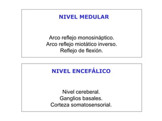 NIVEL MEDULAR NIVEL ENCEFÁLICO Arco reflejo monosináptico. Arco reflejo miotático inverso. Reflejo de flexión. Nivel cereberal. Ganglios basales. Corteza somatosensorial. 