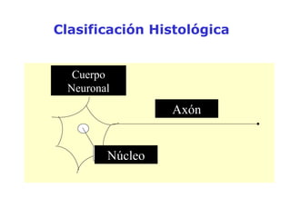 Clasificación Histológica Cuerpo Neuronal Núcleo Axón Cuerpo neuronal Axón Núcleo 
