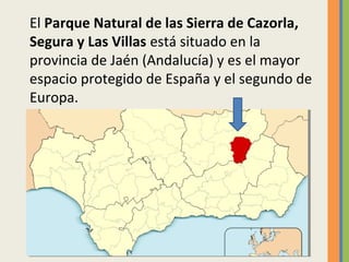 El Parque Natural de las Sierra de Cazorla,
Segura y Las Villas está situado en la
provincia de Jaén (Andalucía) y es el m...
