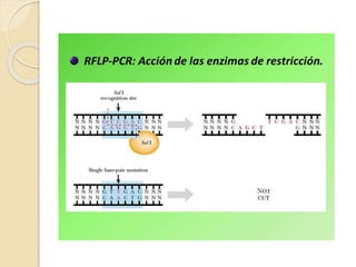 PRESENTACIÓN PCR IRENE FERNANDEZ. biotecnología.ppsx
