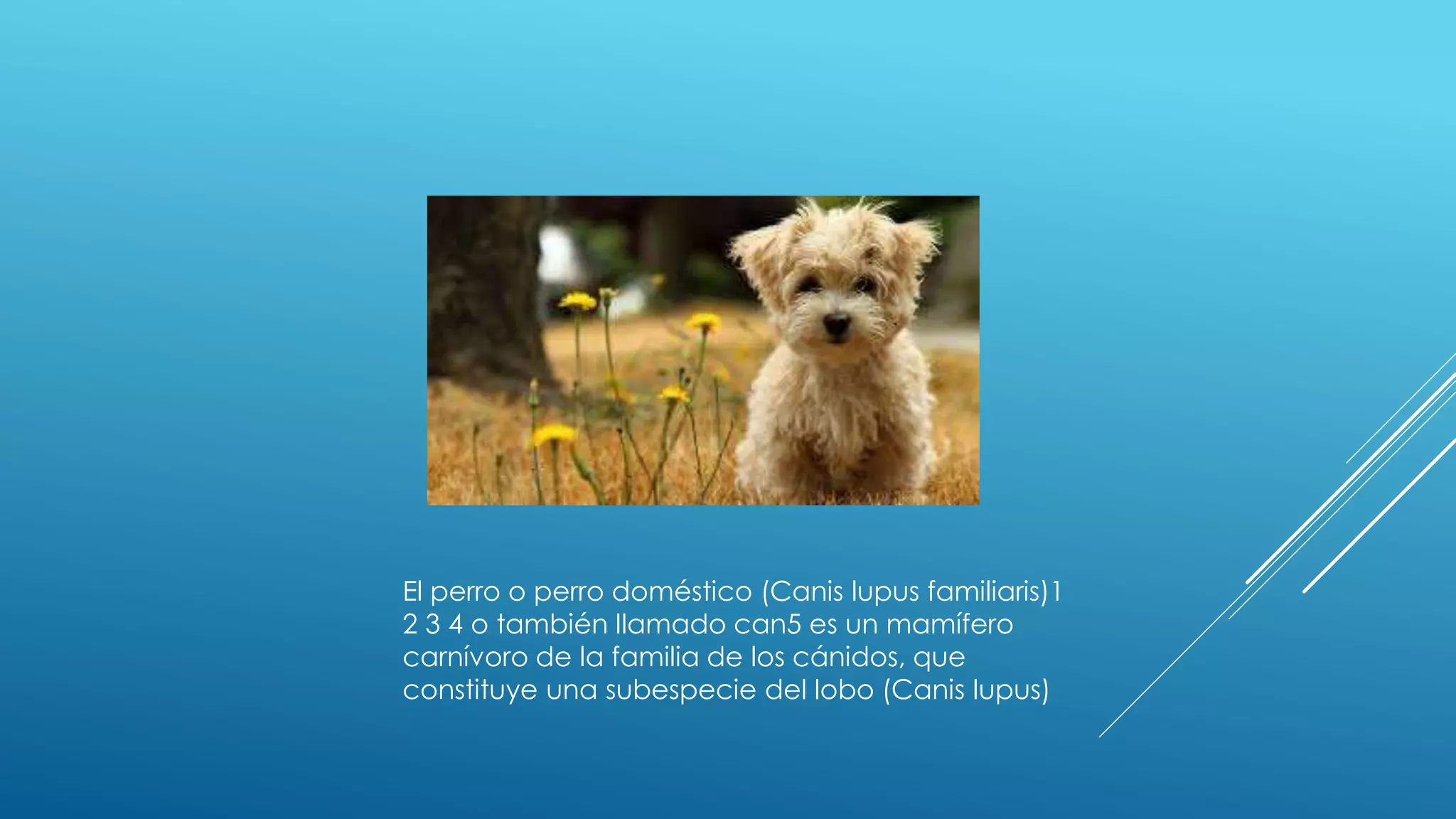 El perro o perro doméstico (Canis lupus familiaris)1
2 3 4 o también llamado can5 es un mamífero
carnívoro de la familia de los cánidos, que
constituye una subespecie del lobo (Canis lupus)
