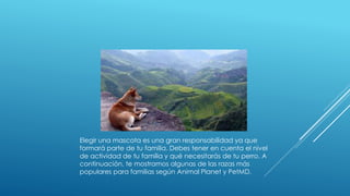 Elegir una mascota es una gran responsabilidad ya que
formará parte de tu familia. Debes tener en cuenta el nivel
de actividad de tu familia y qué necesitarás de tu perro. A
continuación, te mostramos algunas de las razas más
populares para familias según Animal Planet y PetMD.