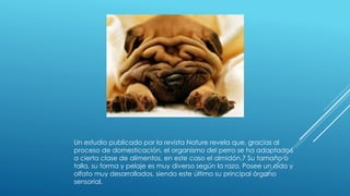Un estudio publicado por la revista Nature revela que, gracias al
proceso de domesticación, el organismo del perro se ha adaptado6
a cierta clase de alimentos, en este caso el almidón.7 Su tamaño o
talla, su forma y pelaje es muy diverso según la raza. Posee un oído y
olfato muy desarrollados, siendo este último su principal órgano
sensorial.