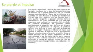 Se pierde el impulso
Barranquilla evolucionó como un enclave industrial en
la región impulsada por el auge de las exportaciones y
la demanda de su propia población y de las ciudades
vecinas como Cartagena y Santa Marta, diferente a lo
sucedido con Cali, Medellín o Bogotá que eslabonaron
fuertes relaciones agrícolas con su entorno. Creció
como puerto y al perder su posición principal frente a
Buenaventura no pudo depender de sus mercados
regionales para continuar su expansión. Por otro lado,
las políticas económicas del gobierno central
profundizaron la situación pues tuvieron un impacto
negativo en la producción de algodón, el producto
agrícola que absorbía la mayor cantidad de mano de
obra en la región y hubiera podido ser el motor para
ampliar el mercado. A pesar de que se establecieron
algunos mecanismos para fomentar su cultivo éstos se
vieron anulados por la política cambiaria con tasas
sobrevaluadas y por las bajas tarifas para importar
algodón. A esos factores adversos se sumó el no haber
construido a tiempo el gobierno central las vías de
comunicación esenciales para sacar los productos a los
mercados.
 