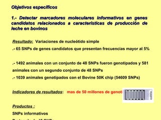 Objetivos específicos

1.- Detectar marcadores moleculares informativos en genes
candidatos relacionados a características de producción de
leche en bovinos

Resultado: Variaciones de nucleótido simple
.- 65 SNPs de genes candidatos que presentan frecuencias mayor al 5%


.- 1492 animales con un conjunto de 48 SNPs fueron genotipados y 581
animales con un segundo conjunto de 48 SNPs
.- 1039 animales genotipados con el Bovine 50K chip (54609 SNPs)


Indicadores de resultados: mas de 50 millones de genotipos


Productos :
SNPs informativos
 