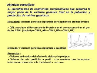 Objetivos específicos
2.- Identificación de segmentos cromosómicos que capturan la
mayor parte de la varianza genética total en la población y
predicción de méritos genéticos.

Resultado: varianza genética capturada por segmentos cromosómicos

.- QTL asociado al Porcentaje de Proteína en el cromosoma 6 en el gen
de las CSN1 (haplotipo CSN1_AB – CSN1_BD – CSN1_BF).




Indicador : varianza genética capturada y exactitud

Productos :
 .- Valores estimados del efecto de alelos y haplotipos
.- Valores de cría predicho a partir con modelos que incorporan
información molecular a la tradicional – en curso
 