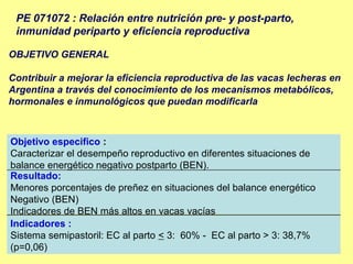 PE 071072 : Relación entre nutrición pre- y post-parto,
 inmunidad periparto y eficiencia reproductiva

OBJETIVO GENERAL

Contribuir a mejorar la eficiencia reproductiva de las vacas lecheras en
Argentina a través del conocimiento de los mecanismos metabólicos,
hormonales e inmunológicos que puedan modificarla



Objetivo especifico :
Caracterizar el desempeño reproductivo en diferentes situaciones de
balance energético negativo postparto (BEN).
Resultado:
Menores porcentajes de preñez en situaciones del balance energético
Negativo (BEN)
Indicadores de BEN más altos en vacas vacías
Indicadores :
Sistema semipastoril: EC al parto < 3: 60% - EC al parto > 3: 38,7%
(p=0,06)
 