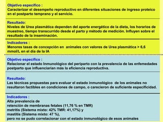 Objetivo especifico :
Caracterizar el desempeño reproductivo en diferentes situaciones de ingreso proteico
en el postparto temprano y el servicio.

Resultado:
Niveles de Urea plasmática dependen del aporte energético de la dieta, los horarios de
muestreo, tiempo transcurrido desde el parto y método de medición. Influyen sobre el
resultado de la inseminación.
Indicadores :
Menores tasas de concepción en animales con valores de Urea plasmática > 6,6
mmol/L en el día de la IA

Objetivo especifico :
Relacionar el estado Inmunológico del periparto con la prevalencia de las enfemedades
postparto que influenciarían más la eficiencia reproductiva.

Resultado:
Las técnicas propuestas para evaluar el estado inmunológico de los animales no
resultaron factibles en condiciones de campo, o carecieron de suficiente especificidad.

Indicadores :
Alta prevalencia de
retención de membranas fetales (11,76 % en TMR)
metritis (Sistema mixto: 42% TMR: 41,17%) y
mastitis (Sistema mixto: 47 %),
pero no se pudo correlacionar con el estado inmunológico de esos animales
 